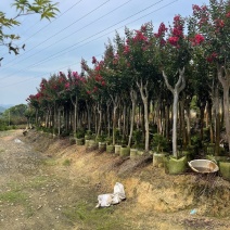小叶紫薇3-8公分出售基地直销规格齐全