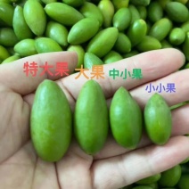 橄榄现货，珠三角地区当日下单当日抵达