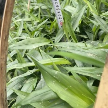 益智苗