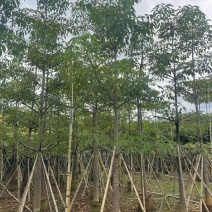本地木棉8-18公分大量出售基地直销可现场看货