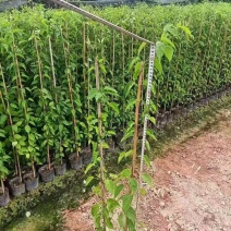 炮仗花80-1.2米高大量出售自家基地现货需要联系