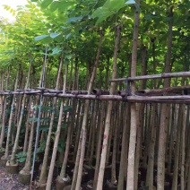 火焰木原生苗1-3公分大量出售自家货源数量充足