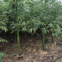美丽异木棉5-12分基地大量现货规格齐全欢迎选购