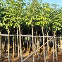 红花风铃木5-12公分出售现货有量自家货源
