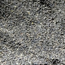 柴胡种子，