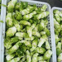 精品儿菜