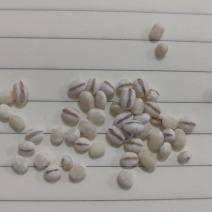 进口欧洲薏仁米