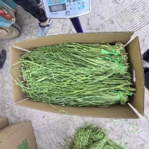 【推荐】精品云南贡菜供应商超餐饮饭店市场批发欢迎下单