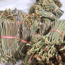 新鲜纯野生新鲜蕨菜