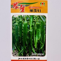 辣泼妇辣椒种子香辣尖椒辣椒种子四季青红椒辣椒籽高产基地种