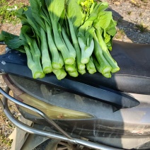 甜菜心