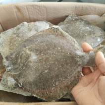 单冻多宝鱼比目鱼新鲜速冻海鱼商用海鲜批发偏口鱼
