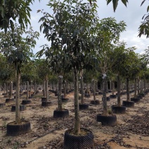 紫花风铃木12-18公分出售自家货源基地直销