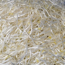 豆芽