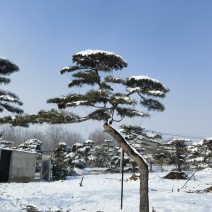 山东泰安造型松