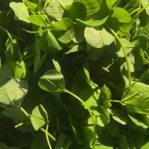 基地金花菜