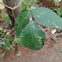 盐肤木切片五倍子树切片倍子柴切片角倍土切片