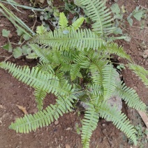 芒萁苗蕨箕苗芒萁骨苗路萁苗狼萁苗小黑白苗