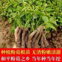 广西藤县无渣粉葛苗