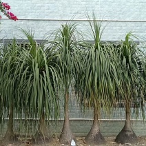 种植二十五年，根茎六十公分左右，株高一米七左右，看上的联系。