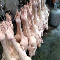 杀好的新鲜鸭子