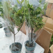 泰国垂丝茉莉花花期长带花丝稀有花卉室内垂吊