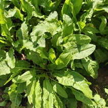 食叶草