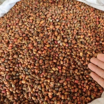 红蔻红豆蔻红扣大量供应量大从优