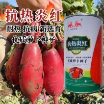 抗日炎红春萝卜种子红皮白肉萝卜种籽耐热抗病脆嫩多汁耐糠心
