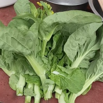 菜心