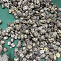 包邮白茶花精选3-4公分2025新花菇烘干厚肉