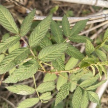 空心泡苗、蔷薇莓‌苗、‌七叶饭消扭‌苗、‌三月泡‌苗