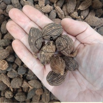 草果种子红皮草果正宗香料调味料中草药材多年生草本植物种籽