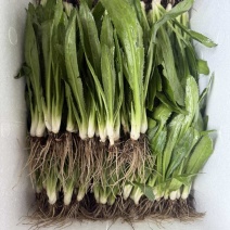 盈江新鲜大香菜可长期供货