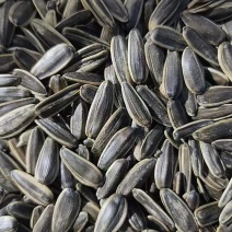 原味瓜子熟瓜子生瓜子大量现货！现炒现发，支持一件代发！全