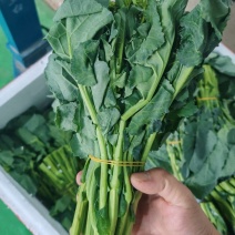 云南板蓝根青菜大量出货，冷链发全国