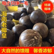 批发海南牛奶椰子椰皇椰王老椰子多汁椰奶冻椰子鸡汤煲汤包邮