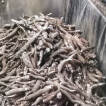 淀粉木薯
