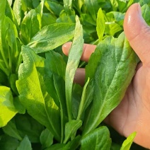 浙江新鲜马兰头颜色嫩绿农家野菜根根精选