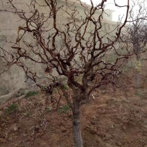 龙须树龙须枣苗基地直发成活率高欢迎电联量大价优诚信经营