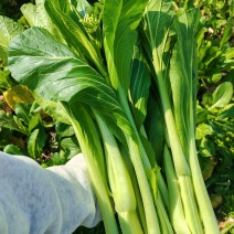 连州正宗迟菜心