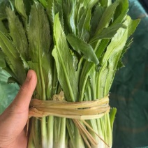 盈江新鲜大芫荽品质保证可长期供货