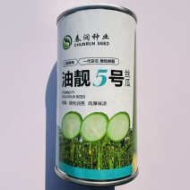 春润油亮丝瓜油靓5号丝瓜种子早熟短棒油亮香丝瓜种子高产瓜