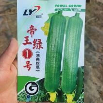 寿光帝王绿1号油亮丝瓜种子口感好油绿厚肉早熟高产短棒丝瓜