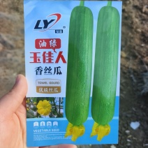 油绿玉佳人香丝瓜种子杂交早熟油绿皮短棒丝瓜种子味甜香丝瓜