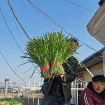 韭菜