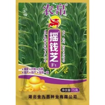 宝塔一号白芝麻种子高产浓香抗倒伏耐裂芝麻种子抗病春夏播芝