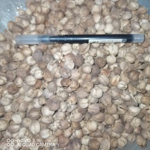 白豆蔻香料调料大全无硫白豆寇大料卤肉火锅
