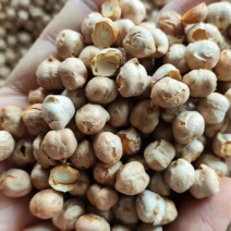生鹰嘴豆熟鹰嘴豆土耳其鹰嘴豆各种规格