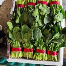 菠菜，大叶越冬菠菜，对接市场，商超，档口共同发展